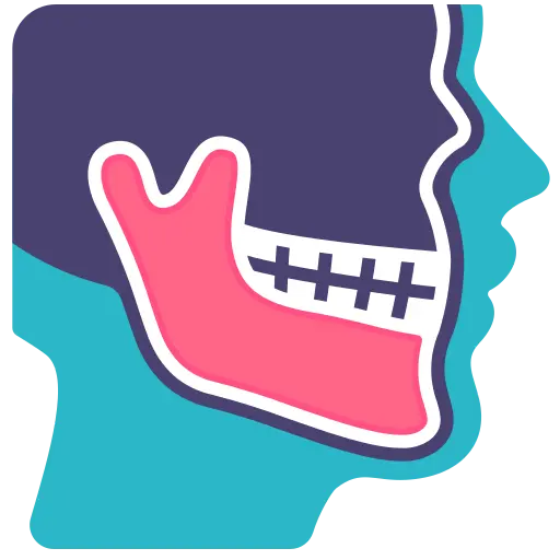 mandibula.webp
